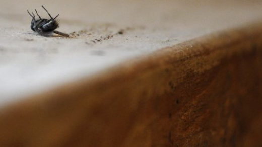 dead fly flies no mo