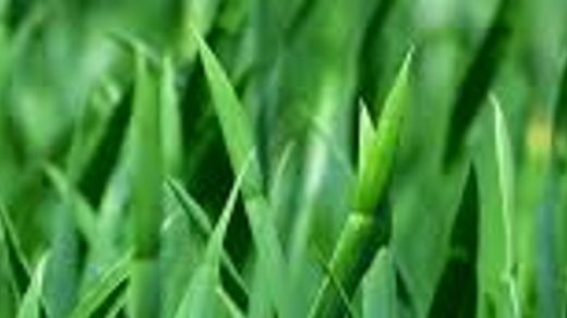 green grass blades