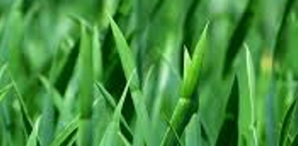 green grass blades