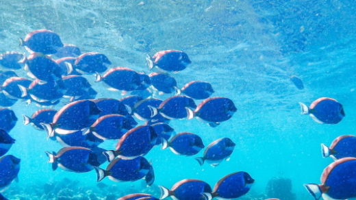 blue fish school