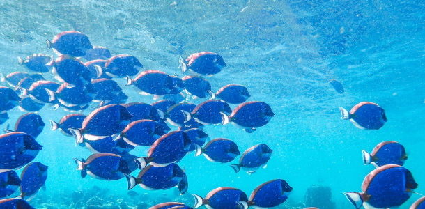 blue fish school