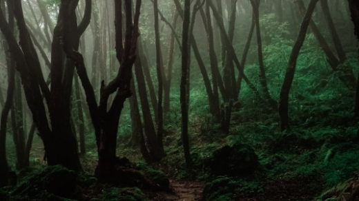a dark forest path