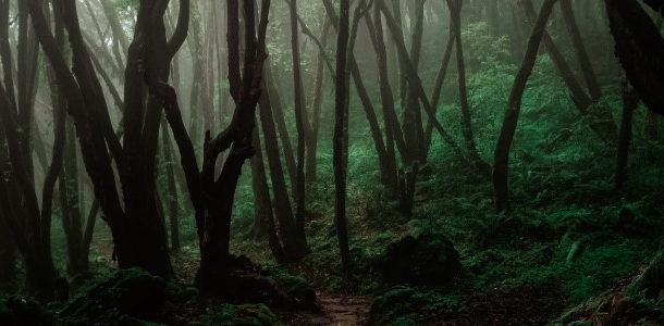 a dark forest path
